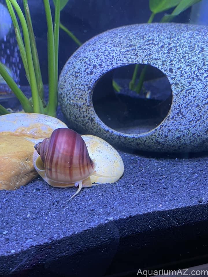 Mystery-Snails